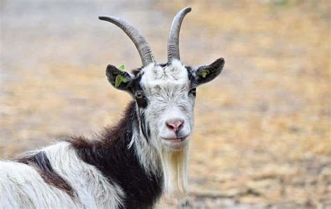 The bearded goat - Aug 10, 2022 · Unless the goat has the bearded genes, many domestic goats won’t have very prominent beards. This isn’t the case with wild goats. These goats tend to have bushy beards, maybe because they don’t have the luxury of shelter like their domesticated goat counterparts. 